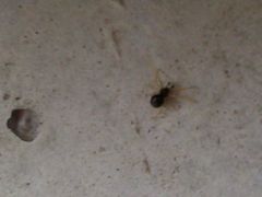 Neottiura bimaculata