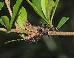 Paralucia pyrodiscus