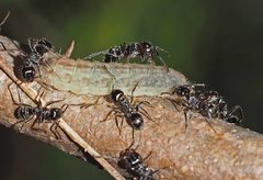 Paralucia pyrodiscus