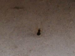 Neottiura bimaculata