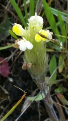 Castilleja rubicundula lithospermoides