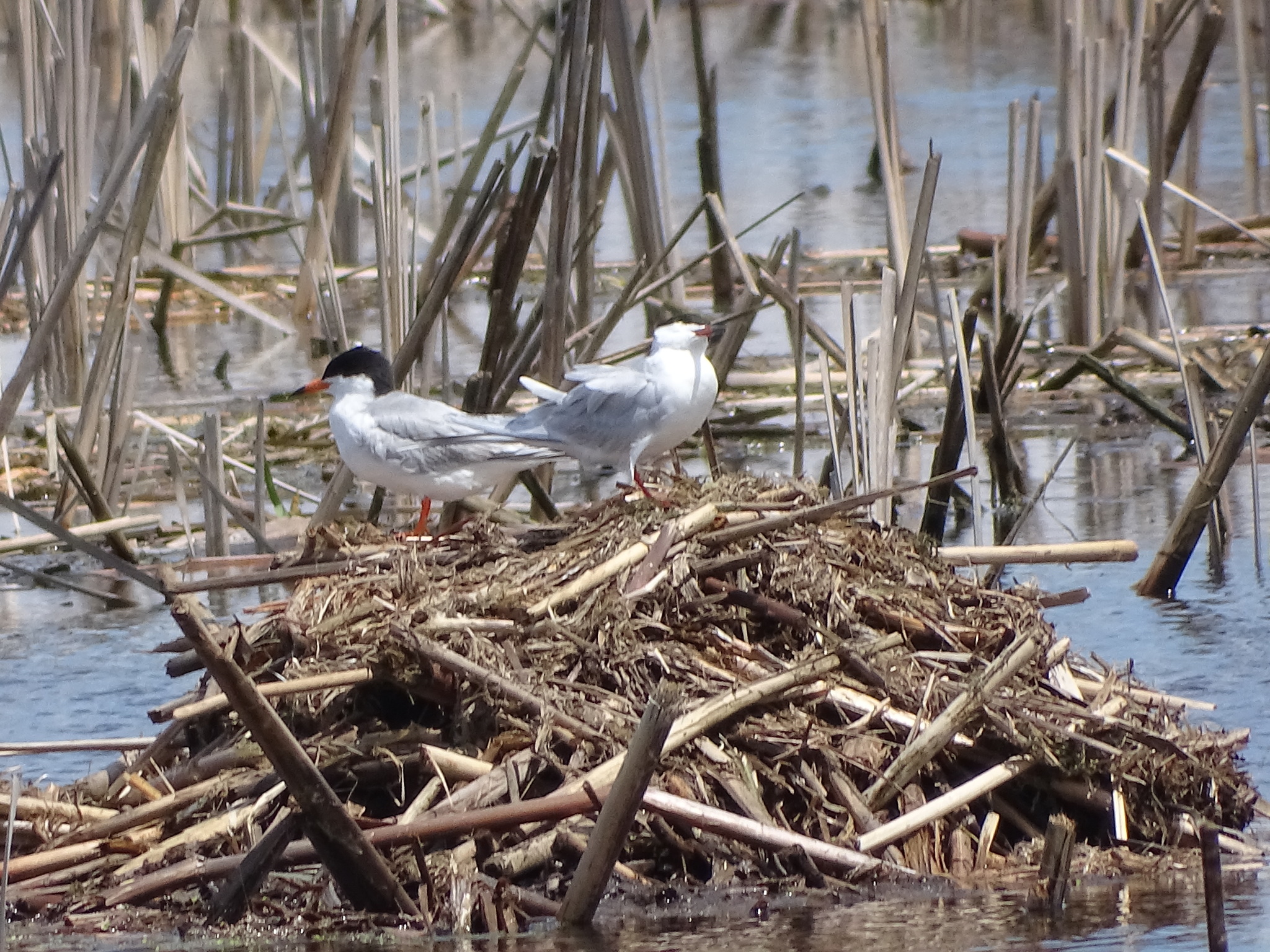 Forster's Tern