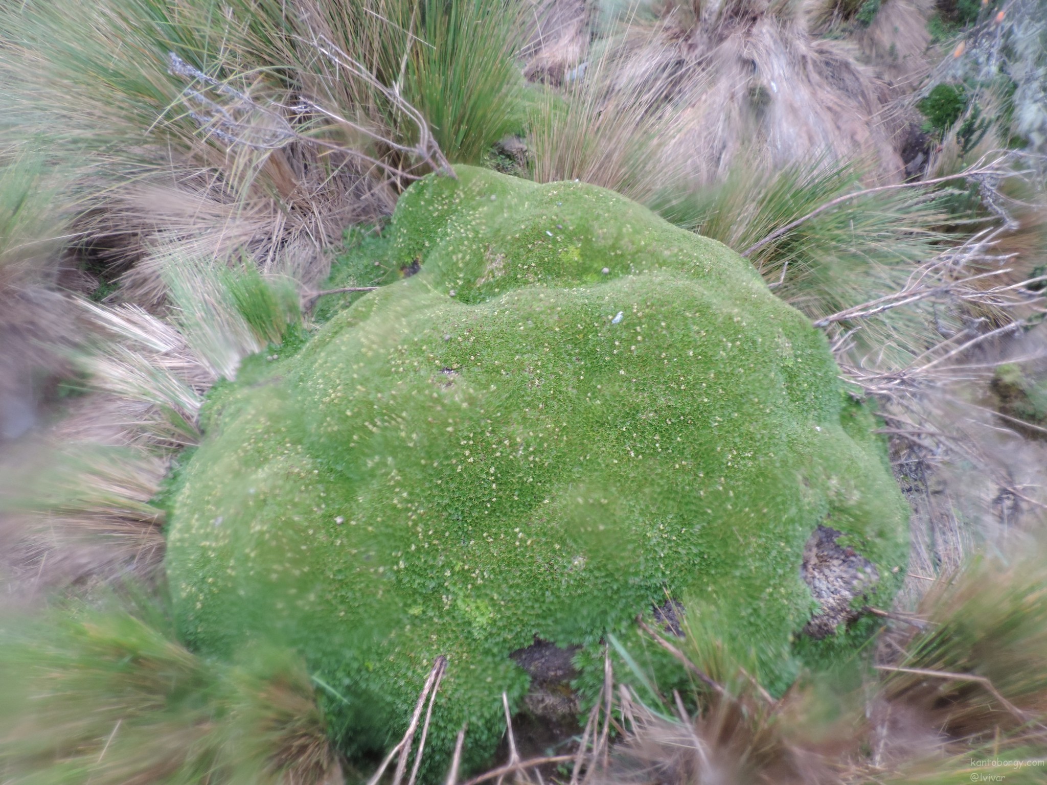 Azorella pedunculata image