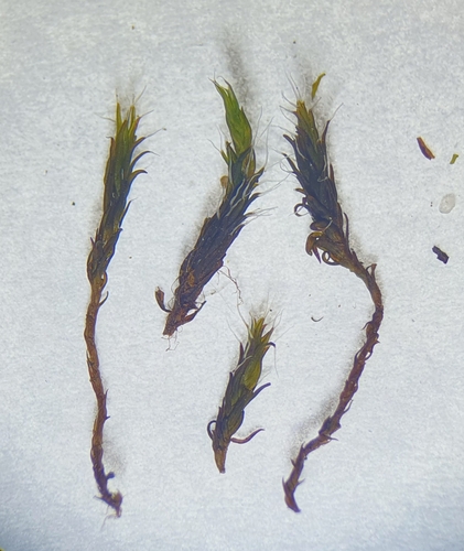 Image of Grimmia ovalis by no rights reserved