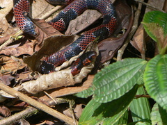Erythrolamprus mimus
