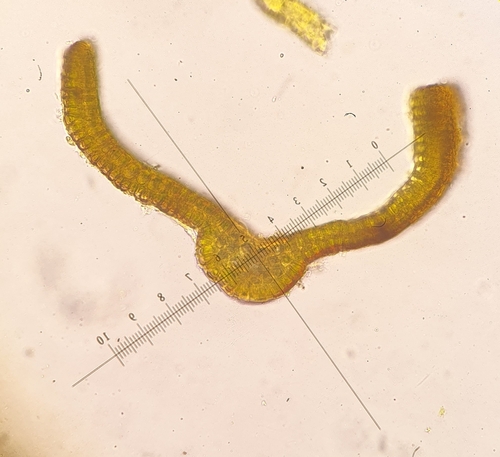 Image of Flat-Rock Grimmia (Grimmia ovalis) by no rights reserved