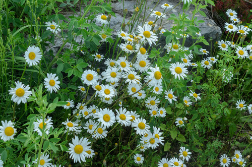 Foto de Margarida Shasta