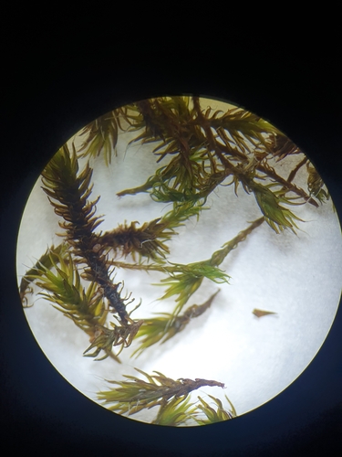 Image of Grimmia ovalis by no rights reserved
