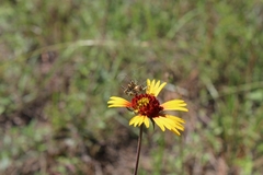Gaillardia suavis