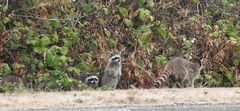 Procyon lotor pacificus