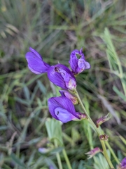 Bush Vetch (Vicia onobrychioides)