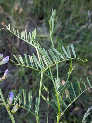 Image of Vicia onobrychioides by (c) Denys Vynokurov, some rights reserved (CC BY)