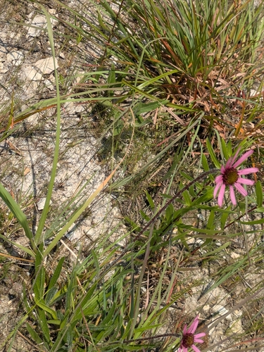 Tennessee purple coneflower (Echinacea tennesseensis)