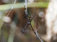 Argiope radon