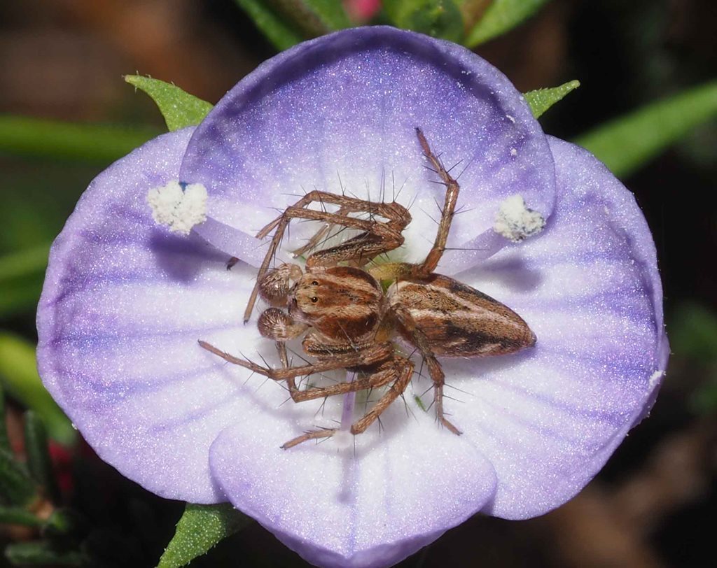 Farmland Lynx Spider