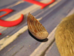 Maoricrypta youngi