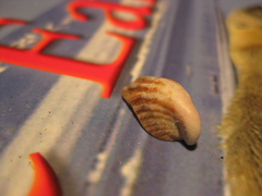 Maoricrypta youngi