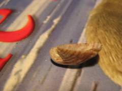Maoricrypta youngi