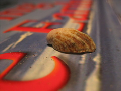 Maoricrypta youngi
