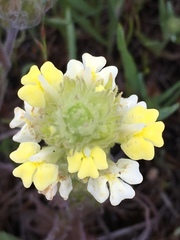 Castilleja rubicundula lithospermoides
