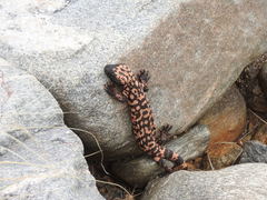 Heloderma suspectum suspectum