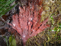 Callophyllis violacea