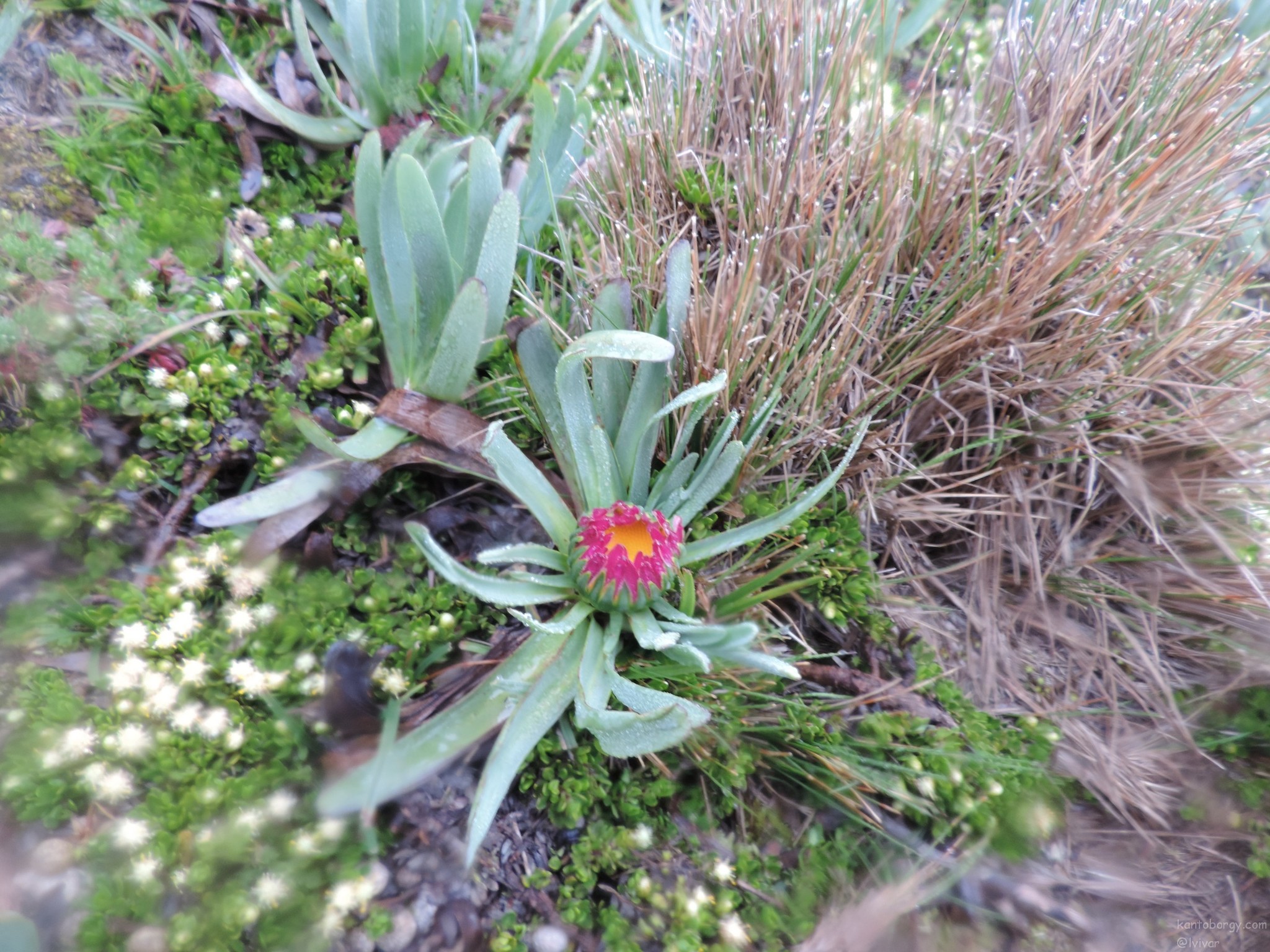 Rockhausenia nubigena image