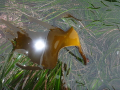 Laminaria setchellii