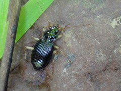 Nebria lacustris