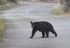Ursus americanus amblyceps