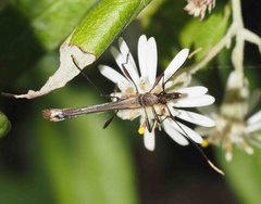 Enchoptera apicalis