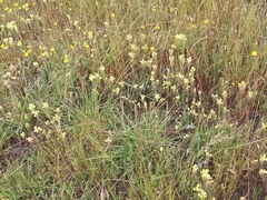 Castilleja rubicundula lithospermoides