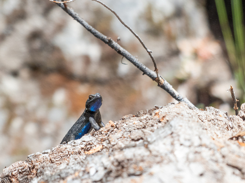 iNaturalist observation photo of Western Fence Lizard