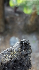 Camponotus laevissimus