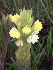 Castilleja rubicundula lithospermoides