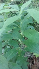 Hybanthus concolor