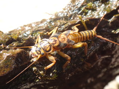 Acroneuria carolinensis