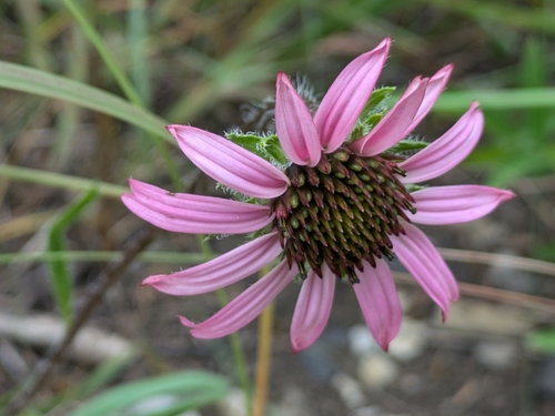 Tennessee purple coneflower (Echinacea tennesseensis)