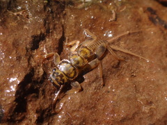 Acroneuria carolinensis