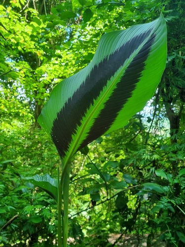 Goeppertia latifolia