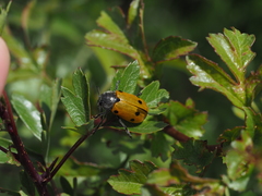 Lachnaia sexpunctata