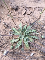 Malacothrix fendleri