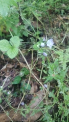 Phacelia purshii