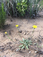 Malacothrix fendleri