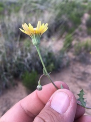 Malacothrix fendleri