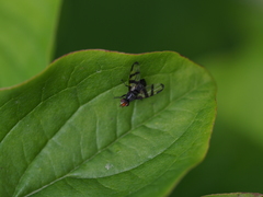 Otites rivularis