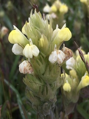 Castilleja rubicundula lithospermoides