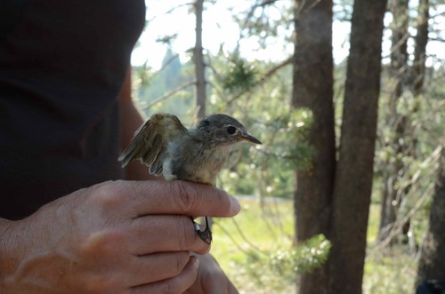 iNaturalist observation photo of Dusky Flycatcher