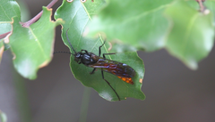 Elaphroptera scoliaeformis