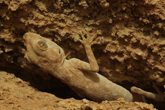 Ptyodactylus guttatus